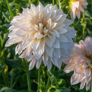 Cafe au Lait Dahlia Bulbs - Giant Dinnerplate, Salmon - For Planting