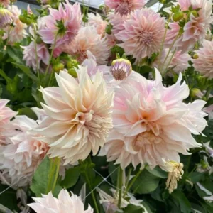 Cafe au Lait Dahlia Bulbs - Giant Dinnerplate, Salmon - For Planting
