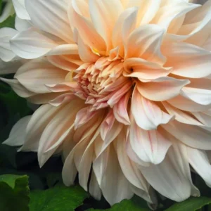 Cafe au Lait Dahlia Bulbs - Giant Dinnerplate, Salmon - For Planting