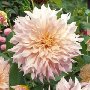 Cafe au Lait Dahlia Bulbs - Giant Dinnerplate, Salmon - For Planting