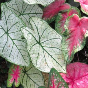 Alternative view of Mixed Caladium Bulbs for Planting - Perennial Hostas & Elephant Ears - 6 Bulbs