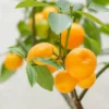 Calamondin tree- Calamondin Citrus Fruit Tree- Calamondin Orange 10-16 inches tall