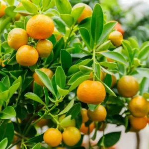 Calamondin tree- Calamondin Citrus Fruit Tree- Calamondin Orange 10-16 inches tall