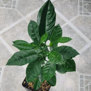 Calamondin tree- Calamondin Citrus Fruit Tree- Calamondin Orange 10-16 inches tall