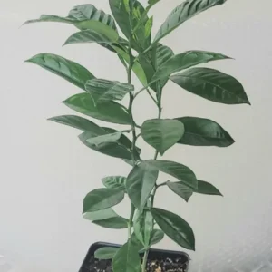 Calamondin tree- Calamondin Citrus Fruit Tree- Calamondin Orange 10-16 inches tall