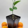Calamondin/Calamansi Seedling-Calamondin/Calamansi Citrus Fruit Tree- Calamondin/Calamansi Orange - 3-5 Inch Healthy Citrus Plant