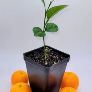 Calamondin/Calamansi Seedling-Calamondin/Calamansi Citrus Fruit Tree- Calamondin/Calamansi Orange - 3-5 Inch Healthy Citrus Plant