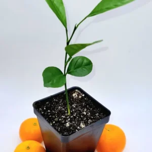 Calamondin/Calamansi Seedling-Calamondin/Calamansi Citrus Fruit Tree- Calamondin/Calamansi Orange - 3-5 Inch Healthy Citrus Plant