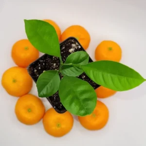 Calamondin/Calamansi Seedling-Calamondin/Calamansi Citrus Fruit Tree- Calamondin/Calamansi Orange - 3-5 Inch Healthy Citrus Plant