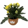 Calandiva Succulent Plant in Autumn Leaves Ceramic Planter - 3 Inch Pot