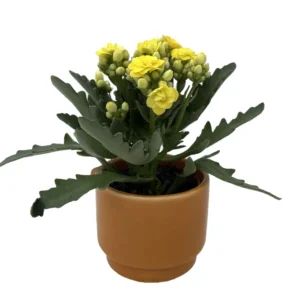 Calandiva Succulent Plant in Autumn Leaves Ceramic Planter - 3 Inch Pot