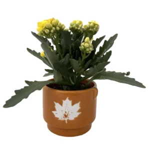 Calandiva Succulent Plant in Autumn Leaves Ceramic Planter - 3 Inch Pot
