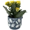 Calandiva Succulent Plant in Ceramic Autumn Leaves Planter - 3 Inch Pot