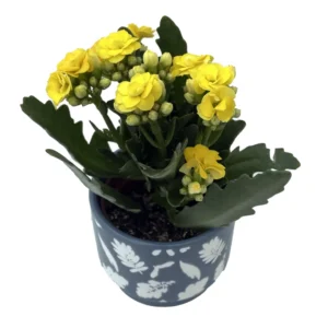 Calandiva Succulent Plant in Ceramic Autumn Leaves Planter - 3 Inch Pot
