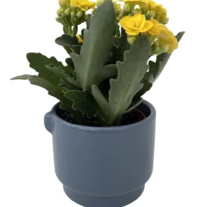 Calandiva Succulent Plant in Ceramic Autumn Leaves Planter - 3 Inch Pot