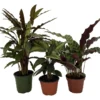 Calathea Assortment 3 Pack - 4 Inch Potted Tropical House Plants