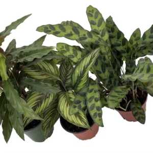 Calathea Assortment 3 Pack - 4 Inch Potted Tropical House Plants