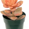 California Sunset Succulents Graptosedum 2.5 inch Pots - Orange Red Rosettes