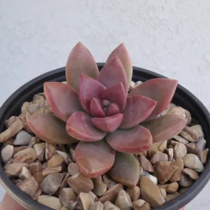 California Sunset Succulents Graptosedum 2.5 inch Pots - Orange Red Rosettes
