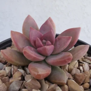 California Sunset Succulents Graptosedum 2.5 inch Pots - Orange Red Rosettes
