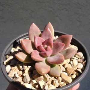 California Sunset Succulents Graptosedum 2.5 inch Pots - Orange Red Rosettes