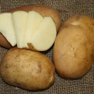California White Potato - 6 Seed Tubers - Baking & Frying Potatoes