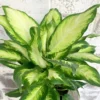 Camille Dieffenbachia Plant - Very Durable - 3 inch Pots - Easy Care Houseplant