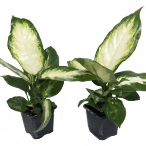 Camille Dieffenbachia Plant - Very Durable - 3 inch Pots - Easy Care Houseplant
