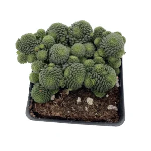 Canary Island Monanthes polyphylla - 2.5 Inch Pot - Houseplant Succulent