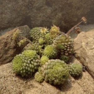 Canary Island Monanthes polyphylla - 2.5 Inch Pot - Houseplant Succulent