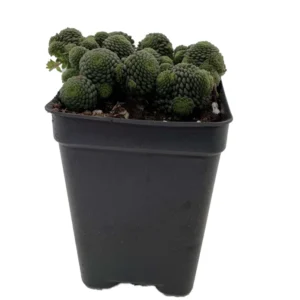 Canary Island Monanthes polyphylla - 2.5 Inch Pot - Houseplant Succulent