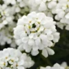 Candytuft Perennial Plant - Iberis - 2.5" Pot - White Blooms