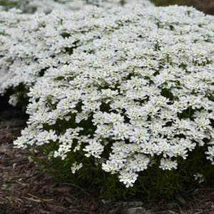 Candytuft Perennial Plant - Iberis - 2.5