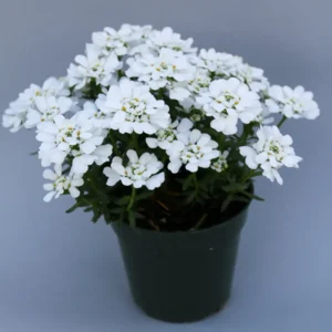 Candytuft Perennial Plant - Iberis - 2.5