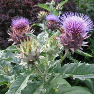 Cardoon Plant - 4" Pot - Cynara Cardunculus - Edible Heirloom Vegetable