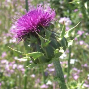Cardoon Plant - 4