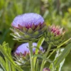 Cardoon Plant - Artichoke Thistle - 2.5 inch Pot - Culinary Herb