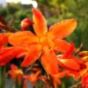 Carmine Crocosmia Bulbs - 50 Orange Montbretia Tuber Hardy Flowers for Planting