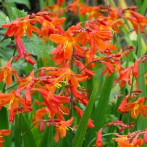 Carmine Crocosmia Bulbs - 50 Orange Montbretia Tuber Hardy Flowers for Planting