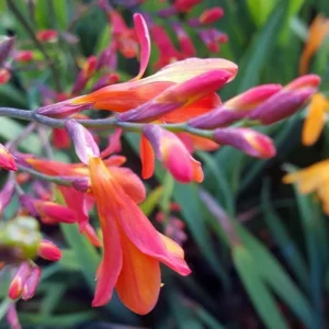 Carmine Crocosmia Bulbs - 50 Orange Montbretia Tuber Hardy Flowers for Planting
