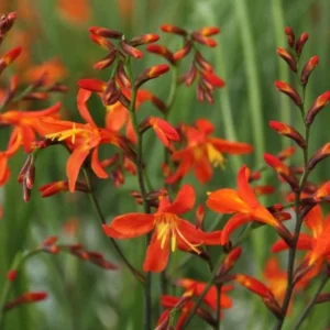 Carmine Crocosmia Bulbs - 50 Orange Montbretia Tuber Hardy Flowers for Planting