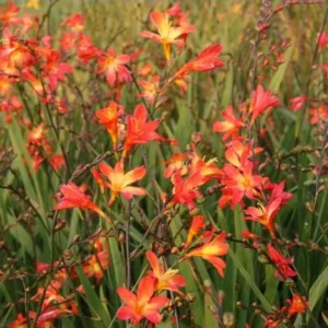Carmine Crocosmia Bulbs - 50 Orange Montbretia Tuber Hardy Flowers for Planting