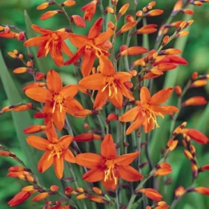 Carmine Crocosmia Bulbs - 50 Orange Montbretia Tuber Hardy Flowers for Planting