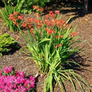 Carmine Crocosmia Bulbs - 50 Orange Montbretia Tuber Hardy Flowers for Planting
