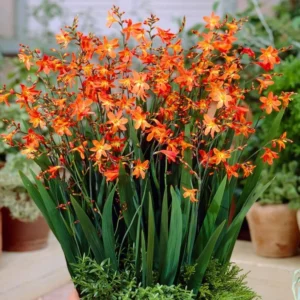 Carmine Crocosmia Bulbs for Planting - 25 Red Montbretia Tuber Hardy Flowers