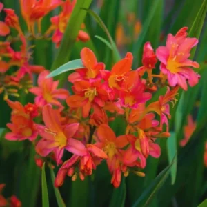 Carmine Crocosmia Bulbs for Planting - 25 Red Montbretia Tuber Hardy Flowers
