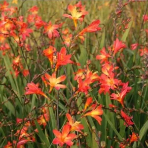 Carmine Crocosmia Bulbs for Planting - 25 Red Montbretia Tuber Hardy Flowers