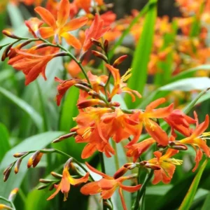 Carmine Crocosmia Bulbs for Planting - 25 Red Montbretia Tuber Hardy Flowers
