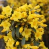 Carolina Jessamine Live Plant - Yellow Flowering Vine - 1 Gallon Pot - Fragrant