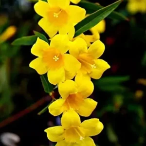 Carolina Jessamine Live Plant - Yellow Flowering Vine - 1 Gallon Pot - Fragrant